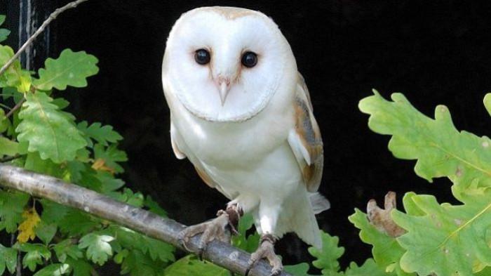 Tyto Alba, burung hantu