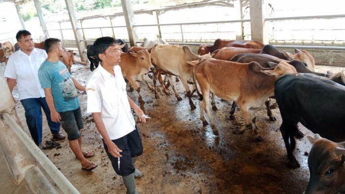 Antisipasi Penularan PMK, Sebanyak 1.494 Sapi di Kota Binjai Telah Divaksin