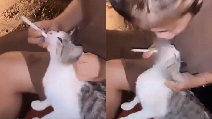 Wanita di Tebingtinggi yang Tega Masukan Asap dan Rokok ke Mulut Kucing Bisa Dipenjara