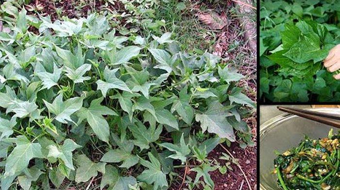 JARANG Diketahui, Khasiat Daun Ubi Jalar Atasi Nyeri Menstruasi,untuk Sakit Jantung hingga Cacingan