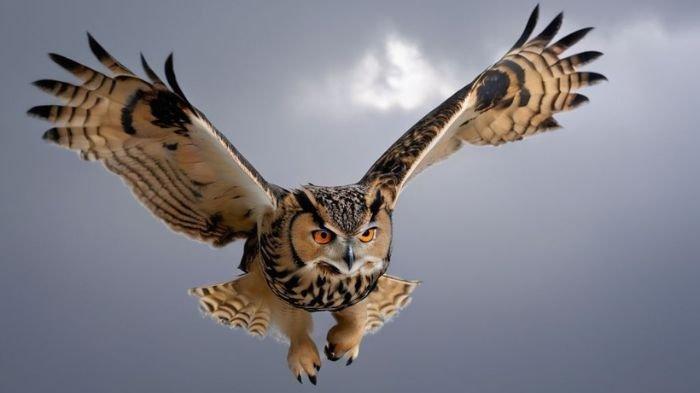 BURUNG PEMANGSA- Burung hantu adalah burung pemangsa yang mampu menekan hama seperti tikus. Keberadaannya sangat membantu petani dan lingkungan.