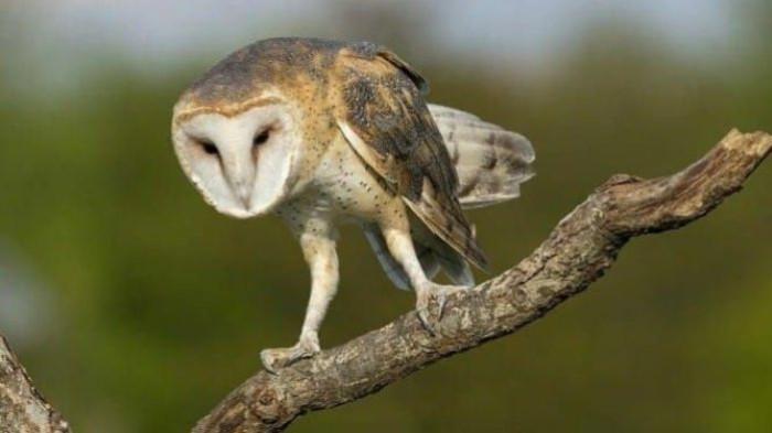 burung hantu viral Tyto ALba