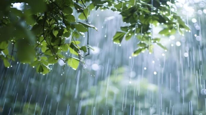 HUJAN SIANG- Ilustrasi kondisi cuaca hujan sedang di siang hari yang melanda sebuah kawasan permukiman. Tampak dedaunan basah diguyur hujan.