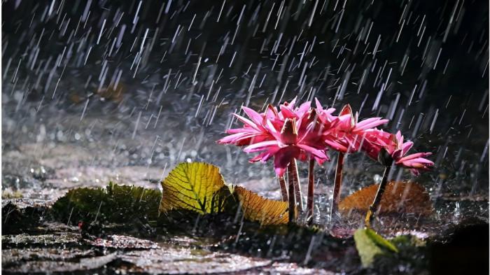 HUJAN- Ilustrasi tanaman teratai yang ada di sebuah kolam saat diguyur hujan.