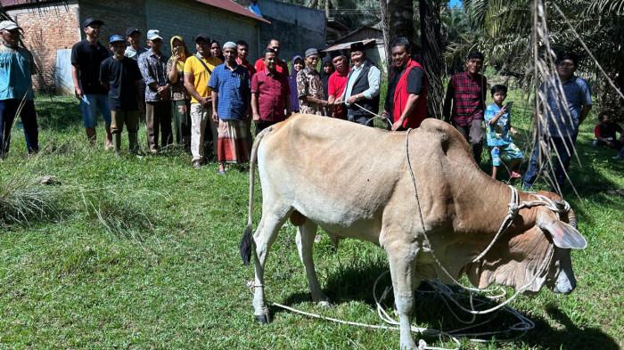 Ketua DPD PDI Perjuangan Sumatera Utara, Drs Rapidin Simbolon MM yang juga Anggota Komisi XIII DPR RI , menyerahkan hewan kurban kepada warga Desa Ujung Batu IV, Kecamatan Huta Raja Tinggi, Kabupaten Padang Lawas, Rabu (27/5/2026). Hewan kurban tersebut dibagikan kepada masyarakat kecil dan kaum duafa dalam momentum Hari Raya Idul Adha 1447 Hijriah.
