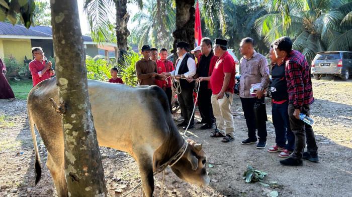distribusi sapi kurban gotong royong PDI Perjuangan Sumatera Utara di sejumlah daerah.