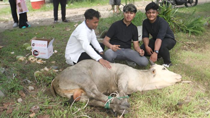 PERSIAPAN SEMBELIH SAPI KURBAN- Sejumlah petugas mempersiapkan sapi kurban  untuk disembelih seusai Salat Iduladha 1437 H di lapangan bola, Payasari, Deliserdang, Rabu (27/5/2026). Sebanyak 12 ekor sapi kurban yang disembelih pada Iduladha oleh warga Payasari. TRIBUN MEDAN/DANIL SIREGAR