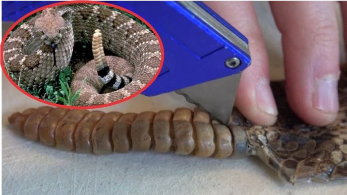 Anal xotinini tomosha qiling