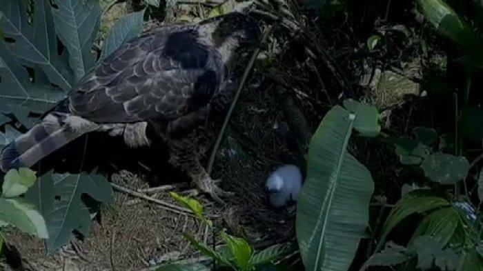 Petugas Sampai Menangis Lihat Telur Elang Jawa Menetas, Videonya Terekam di Gunung Salak