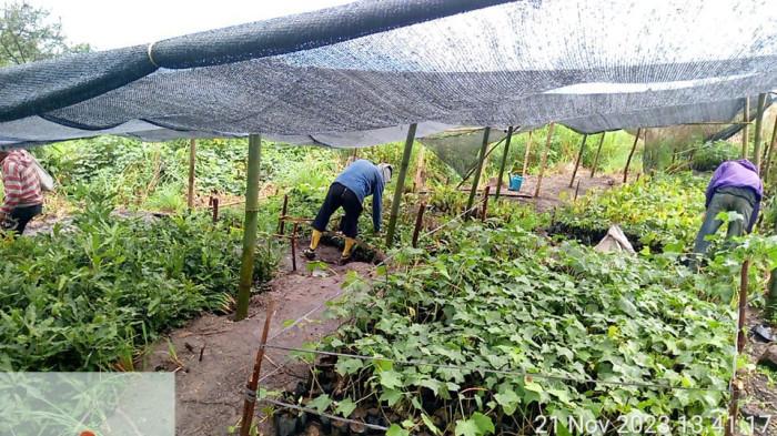 Pembibitan pohon endemik Toba di Inalum Paritohan.