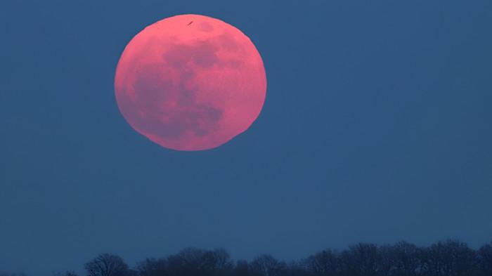 WUJUD ASLI- Foto wujud asli fenomena Pink Moon yang ditangkap menggunakan kamera.