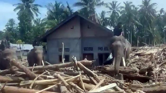 Keempat ekor gajah Sumatra (Elephas maximus sumatranus) yang jinak ini dikerahkan oleh Balai Konservasi Sumber Daya Alam (BKSDA) Aceh untuk membantu penanganan bencana di Desa Meunasah Bie, Pidie Jaya, Aceh, Senin (8/1/2025). Dengan dipandu oleh mahout atau pawang, gajah-gajah tersebut membantu membersihkan puing-puing kayu besar yang berserakan dan membuka jalan yang tertutup oleh reruntuhan, sehingga memudahkan evakuasi dan akses bagi warga serta petugas. Foto ini memperlihatkan salah satu gajah yang sedang mengangkat kayu besar dengan bantuan mahoutnya, menggambarkan peran penting hewan besar ini dalam proses pemulihan pasca-bencana. Kehadiran gajah tidak hanya membantu secara fisik, tetapi juga memberikan semangat dan harapan bagi masyarakat yang terdampak bencana. (Tribunnews.com)