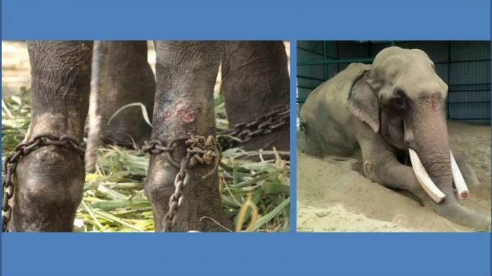 Alamak, Gajah Ini Peroleh Kebebasan setelah Setengah Abad Dirantai Tak Berdaya