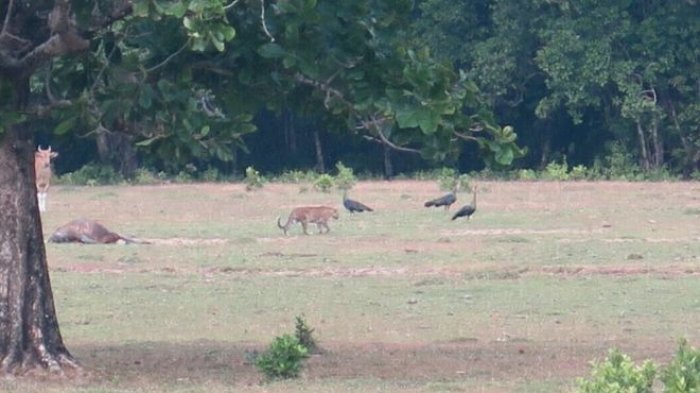 Satwa yang diduga 'Harimau Jawa' terekam kamera jebakan di Taman Nasional Ujung Kulon, Provinsi Banten. Sudah sejak 1996, hewan tersebut dinyatakan punah.