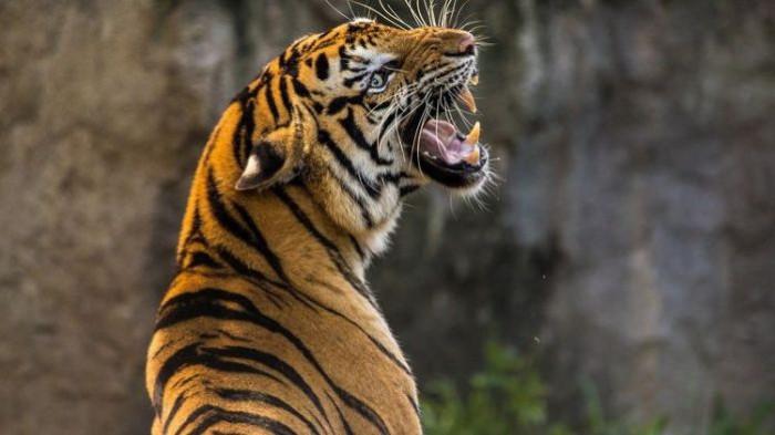 harimau mengamuk