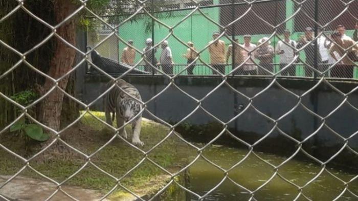 harimau putih benggala