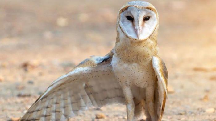 hewan dilindungi Tyto Alba burung hantu ganteng