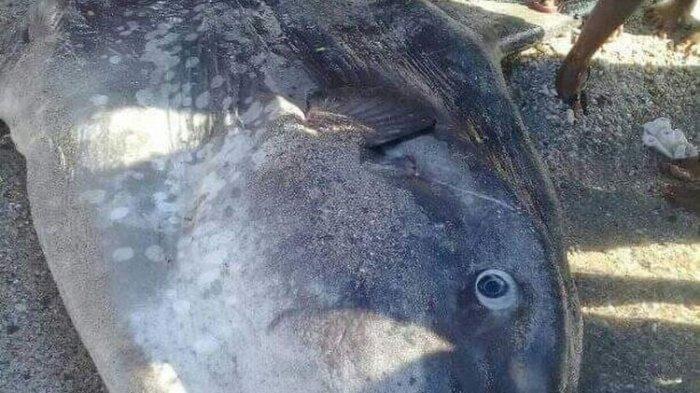 Ikan Raksasa 3 Meter Ditemukan Mati, Warga Ambon Kaitkan dengan Hoaks Gempa Dahsyat 9 Oktober
