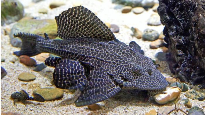 ikan sapu-sapu 1