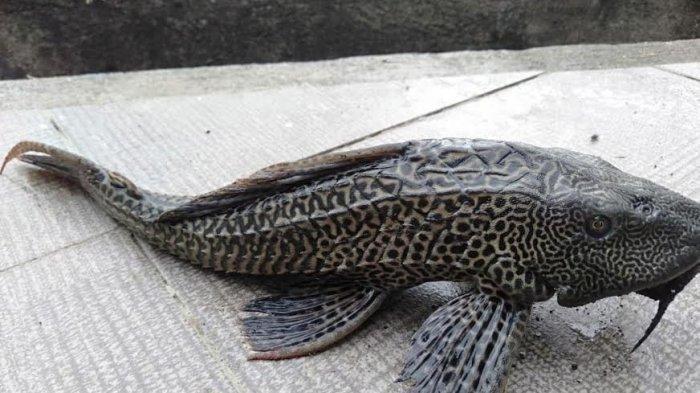 Ikan sapu-sapu atau ikan sapu kaca
