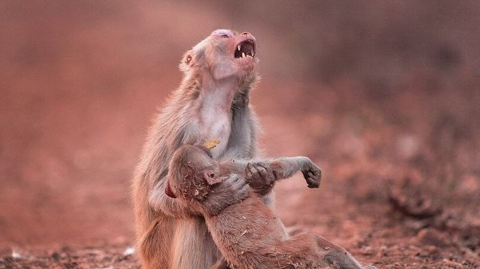 Foto Induk Monyet Menangis Ini Terkenal dan Menyentuh Hati, Ternyata Akhir Ceritanya Malah 'Lucu'