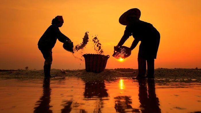 PETANI GARAM- Ilustrasi petani garam saat melakukan aktivitas di pagi hari.