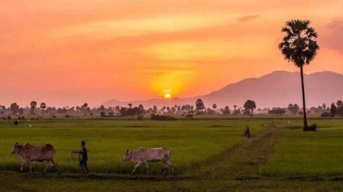 PEMANDANGAN INDAH- Foto sebuah pemandangan indah yang menampilkan suasana alam perdesaan, dimana ada seorang anak gembala membawa dua ekor kerbau menuju sawah.(Pinterest/Tere Sa)