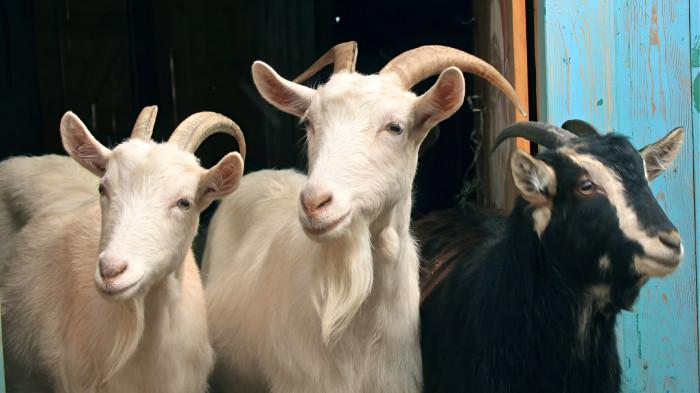 HEWAN TERNAK- Ilustrasi hewan ternak kambing yang tampak begitu sehat dan bisa jadi hewan kurban.(Pinterest/Тонкая Материя)