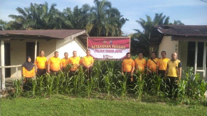 Inisiatif Ketahanan Pangan Polsek Tanah Jawa, Langkah Konkret Polri Menuju Kemandirian Pangan
