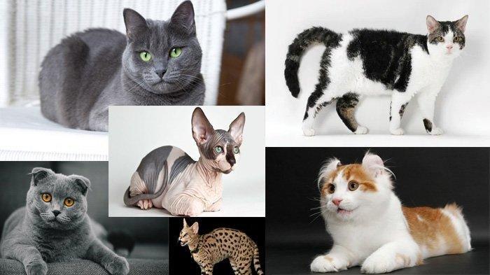 Kenali 9 Jenis Kucing dengan Harga Mahal, Ada yang Capai Rp 1,7 Miliar, Tertarik untuk Memilikinya?