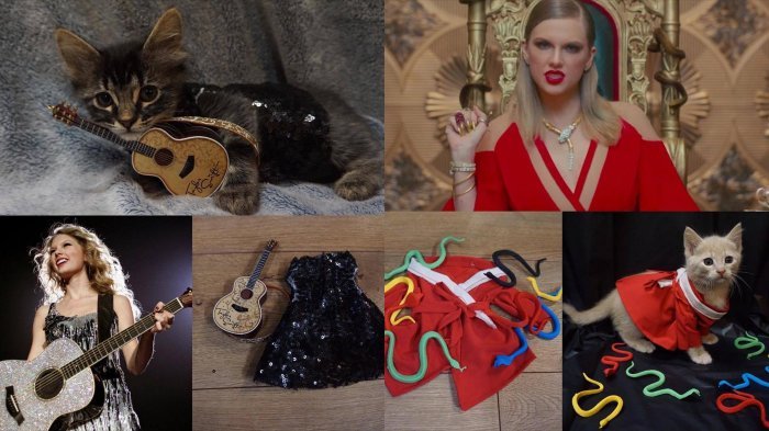 Menggemaskan, Lihat Betapa Lucunya Kucing Ini Didandani ala Taylor Swift