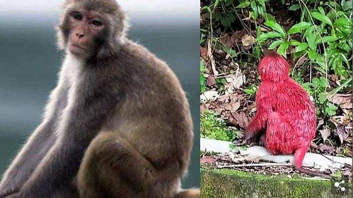 Tubuhnya Merah karena Disiram Cat, Monyet Ini Terlihat Merana Ditinggal Kawanannya