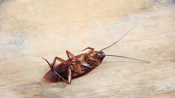 Kebun binatang bantu para jomblo balas dendam dengan memberikan nama mantan pada kecoa, sekaligus untuk penggalangan dana.