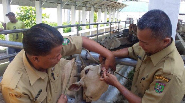 SIMAK Penjelasan Ahli Soal Kemungkinan Penyakit Mulut dan Kuku Menular ke Manusia