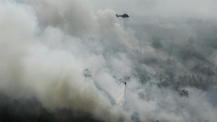 Perusahaan ini Didenda Rp 261 Miliar, Terbukti Bersalah Dalam Kasus Kebakaran Hutan