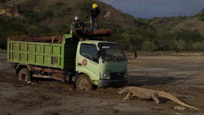 #SaveKomodo Trending di Twitter, Gegara Foto Viral Komodo Adang Mobil Proyek, Ini Kata Pemerintah