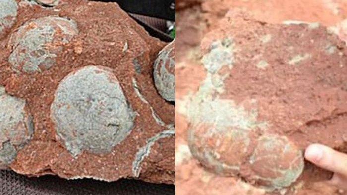 Penemuan 11 telur dinosaurus oleh seorang anak SD.
