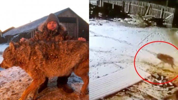 Duel Tangan Kosong Petani vs Serigala, Habisi Hewan Buas Tanpa Ampun Usai Dua Anjingnya Dibunuh