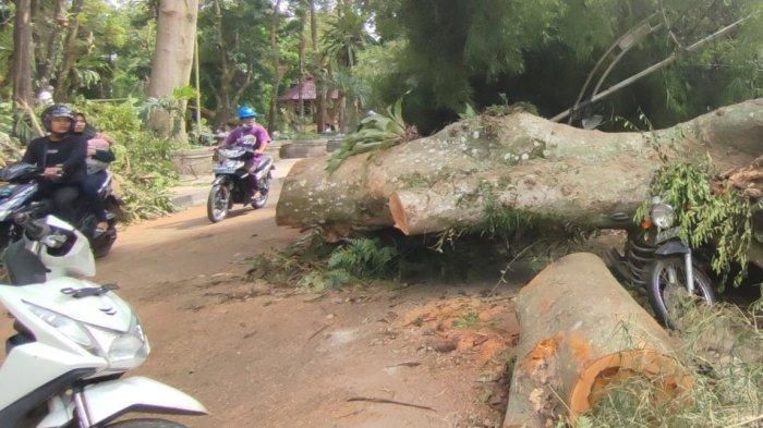 Pohon Tumbang di Kota Siantar Timpa Motor tak Kunjung Dibersihkan Bahayakan Pengguna Jalan