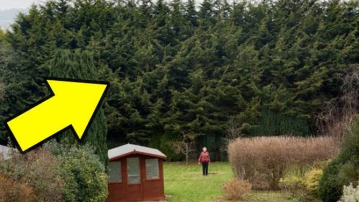 Wanita Ini Balaskan Dendamnya dengan Menanam Pohon, 20 Tahun Kemudian Tetangganya Meradang