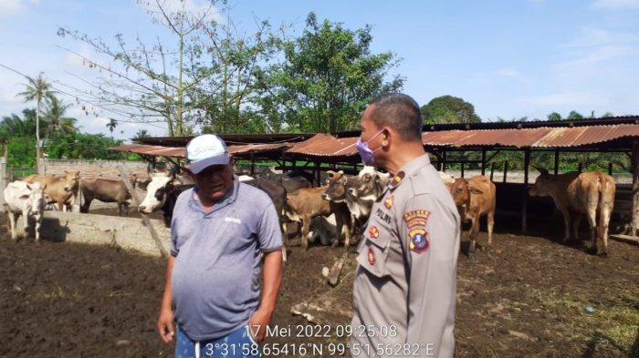 Kabupaten Sergai Diklaim Aman Wabah PMK, Tapi Ada Gejala di Dolok Merawan