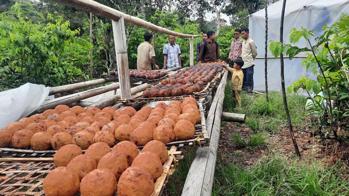 Studi Banding Pengolahan Gambir antara Kabupaten Pesisir Selatan dan Kabupaten Pakpak Bharat
