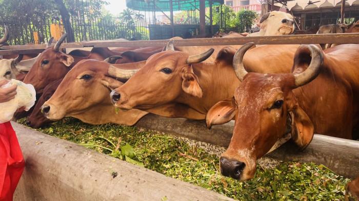 SAPI KURBAN- Ilustrasi sapi kurban yang sehat dengan tubuh yang gemuk saat diberi makan rumput di kandang.