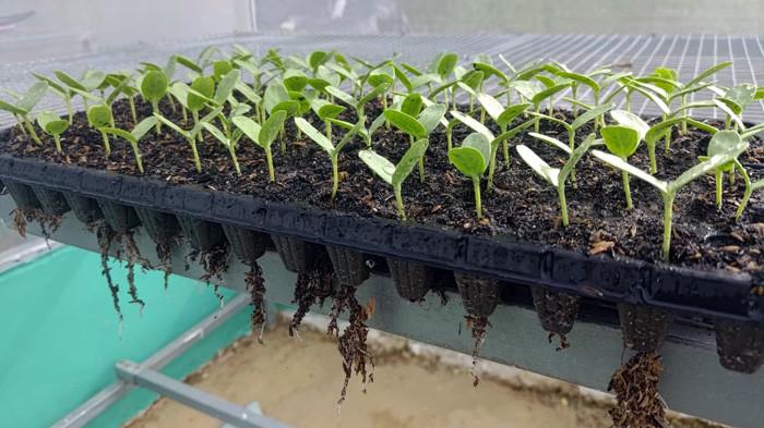 tanaman melon di pakpak bharat