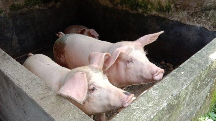 Apa Itu Demam Babi Afrika? Apakah Bahaya Bagi Manusia? Simak Penularannya