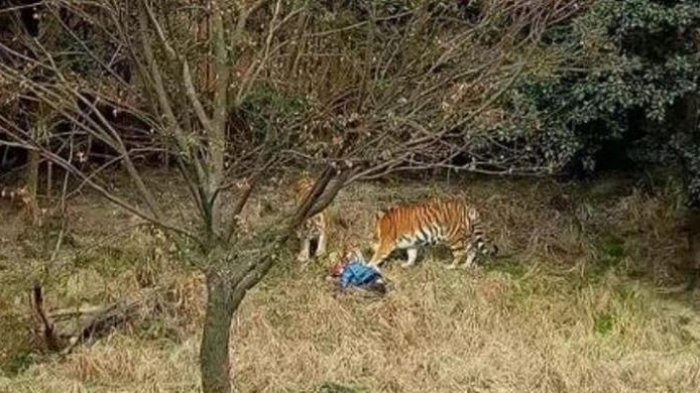 Murid TK yang Diterkam Harimau Jalani Operasi Akibat Luka Serius di Dada