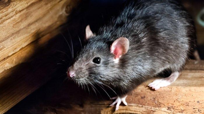 Ilustrasi tikus