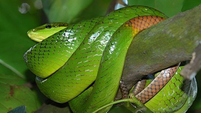 Yuqorida ayol, anal porno