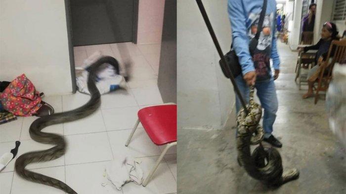 Viral Video Detik-detik Ular Piton Gigit Kepala Seorang Pria, Momen Mengerikan saat Mengamuk