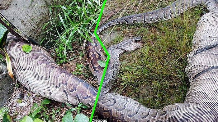 Bukan Perbuatan Manusia, Ular Piton Ini Mati karena Ulahnya Sendiri, Berikut Parade Fotonya